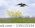 Eurasian skylark (Alauda arvensis) flying over a field with rapeseed flowers in the background during daylight in an open area 139115334