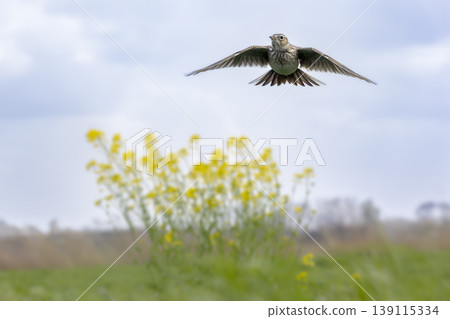 Eurasian skylark (Alauda arvensis) flying over a field with rapeseed flowers in the background during daylight in an open area Eurasian skylark (Alauda arvensis) flying over a field with rapeseed flowers in the background during daylight in an open area 139115334