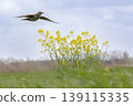 Eurasian skylark (Alauda arvensis) flying over a field with rapeseed flowers in the background during daylight in an open area 139115335