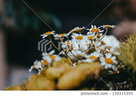 Macro shot of fresh green chrysanthemums and daisies bouquet. Soft cinematic lighting with bokeh, spring botanical aesthetic. 139115393