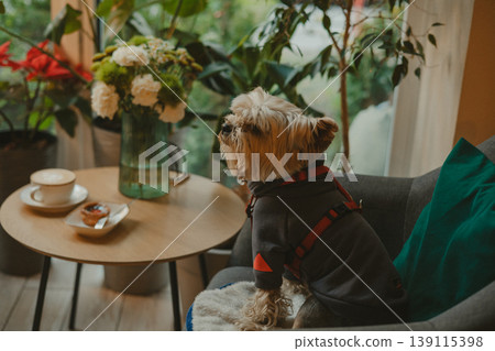 Cute Yorkshire Terrier wearing stylish gray hoodie sitting in cafe chair. Pet-friendly interior, latte art, cozy morning with dog, urban lifestyle, aesthetic pet fashion, small dog in restaurant. Cute Yorkshire Terrier wearing stylish gray hoodie sitting in cafe chair. Pet-friendly interior, latte art, cozy morning with dog, urban lifestyle, aesthetic pet fashion, small dog in restaurant. 139115398