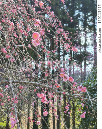 盛開的垂枝紅梅花 盛開的垂枝紅梅花 139115415