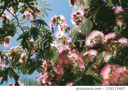The delicate, vibrant pink blooms of a Persian silk tree flourish in the summer sunlight. A close-up view showcases spring tree blossoms, green leaves 139115467