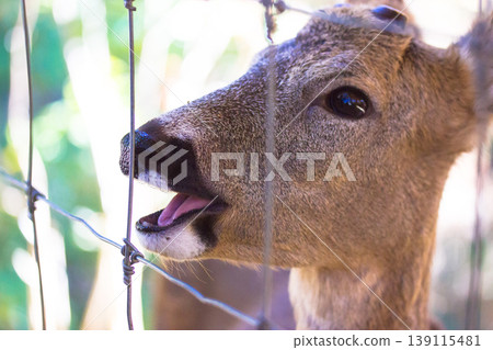 Close up of a young roe deer looking through a wire fence with open mouth, emotional wildlife portrait, animal rescue and conservation concept, captive deer in a park or rehabilitation center. Close up of a young roe deer looking through a wire fence with open mouth, emotional wildlife portrait, animal rescue and conservation concept, captive deer in a park or rehabilitation center. 139115481