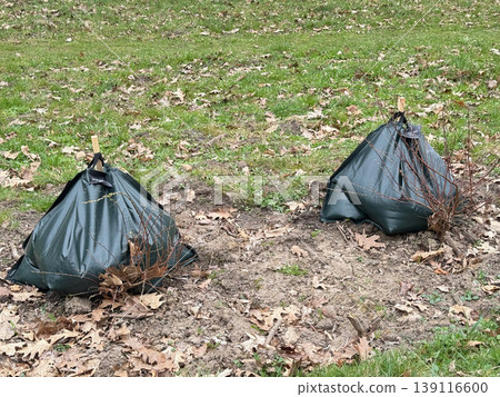 Tree planting with irrigation bags in park. Tree planting with irrigation bags in park. 139116600