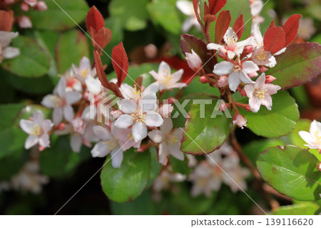 Rhaphiolepis indica 'Rosea' Rhaphiolepis indica 'Rosea' 139116620