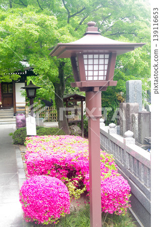 杜鵑花、三學院、路燈 杜鵑花、三學院、路燈 139116653