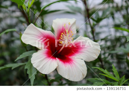 紅芙蓉花 139116731