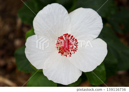 White hibiscus White hibiscus 139116736