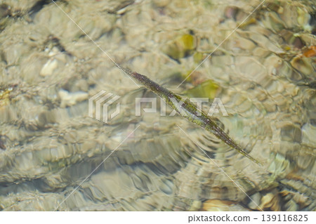Okinawa Prefecture, Iriomote Island, Cornetfish Okinawa Prefecture, Iriomote Island, Cornetfish 139116825