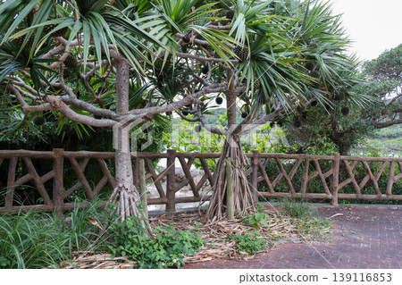 Scenery of Miyako Island, Okinawa Scenery of Miyako Island, Okinawa 139116853