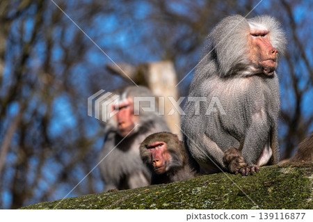 The hamadryas baboon, Papio hamadryas is a species of baboon The hamadryas baboon, Papio hamadryas is a species of baboon 139116877