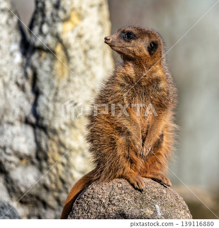 Meerkat, Suricata suricatta sitting on a stone and looking into the distance Meerkat, Suricata suricatta sitting on a stone and looking into the distance 139116880
