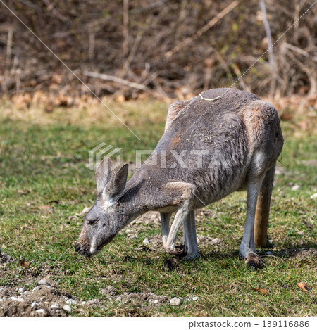 The red kangaroo, Macropus rufus is the largest of all kangaroos and the largest extant marsupial. The red kangaroo, Macropus rufus is the largest of all kangaroos and the largest extant marsupial. 139116886