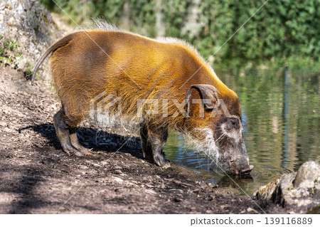 Red river hog, Potamochoerus porcus, also known as the bush pig. Red river hog, Potamochoerus porcus, also known as the bush pig. 139116889