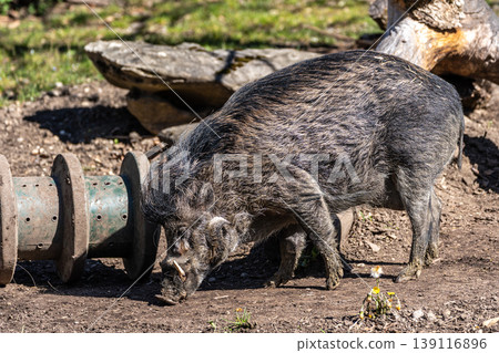 The Visayan warty pig, Sus cebifrons is a critically endangered pig The Visayan warty pig, Sus cebifrons is a critically endangered pig 139116896