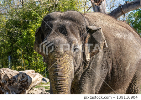 The Asian elephant, Elephas maximus also called Asiatic elephant The Asian elephant, Elephas maximus also called Asiatic elephant 139116904