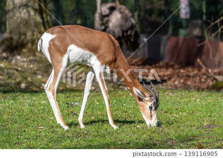 Dama gazelle, Gazella dama mhorr or mhorr gazelle is a species of gazelle Dama gazelle, Gazella dama mhorr or mhorr gazelle is a species of gazelle 139116905