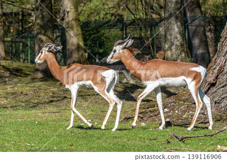 Dama gazelle, Gazella dama mhorr or mhorr gazelle is a species of gazelle 139116906