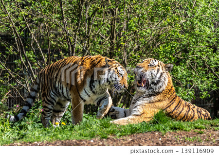 The Siberian tiger,Panthera tigris altaica in a park The Siberian tiger,Panthera tigris altaica in a park 139116909