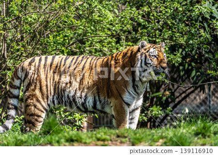 The Siberian tiger,Panthera tigris altaica in a park The Siberian tiger,Panthera tigris altaica in a park 139116910