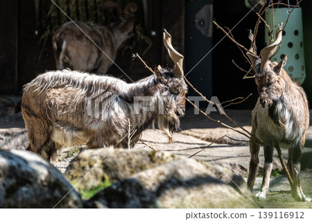 Turkmenian markhor, Capra falconeri heptneri living on the rocks Turkmenian markhor, Capra falconeri heptneri living on the rocks 139116912