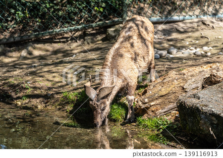 Turkmenian markhor, Capra falconeri heptneri living on the rocks Turkmenian markhor, Capra falconeri heptneri living on the rocks 139116913