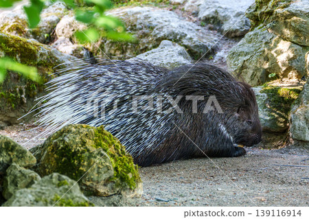 Indian crested Porcupine, Hystrix indica in a german nature park Indian crested Porcupine, Hystrix indica in a german nature park 139116914