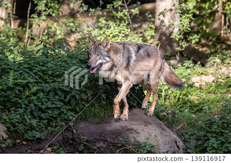 European Grey Wolf, Canis lupus in a german park 139116917