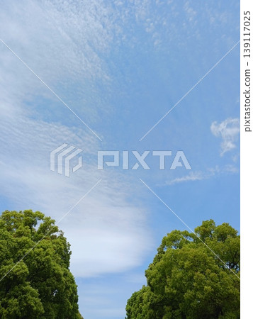 Cirrocumulus clouds spread across the blue sky, framed by fresh green leaves—a refreshing scene of early summer. Cirrocumulus clouds spread across the blue sky, framed by fresh green leaves—a refreshing scene of early summer. 139117025