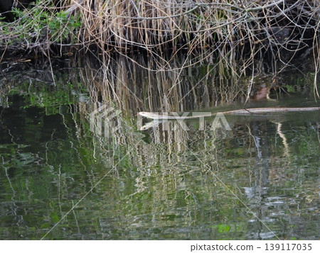 Striped snake swimming on the surface of the water Striped snake swimming on the surface of the water 139117035