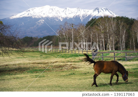 Kiso horses graze in the lush green Kiso horse village with Mount Ontake in the background. Kiso horses graze in the lush green Kiso horse village with Mount Ontake in the background. 139117063
