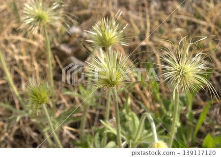 After the flower of Okinagusa After the flower of Okinagusa 139117120