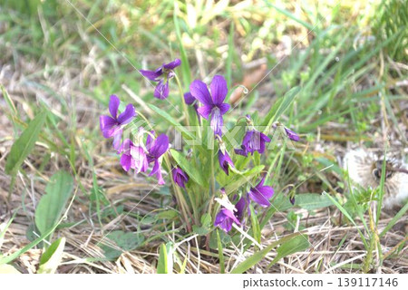 Purple violet flowers blooming in the spring fields Purple violet flowers blooming in the spring fields 139117146