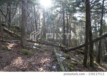 二月下旬的阿彌嬢山和西嶽的冬季景色(長野縣富士見町和山梨縣北斗市) 二月下旬的阿彌嬢山和西嶽的冬季景色(長野縣富士見町和山梨縣北斗市) 139117511