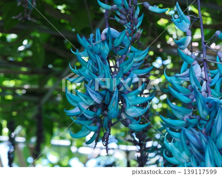 A vibrant jade-colored jade vine blooming at a botanical garden in Yamaguchi Prefecture. A vibrant jade-colored jade vine blooming at a botanical garden in Yamaguchi Prefecture. 139117599