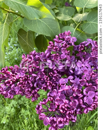 Purple lilac flowers surrounded by lush green leaves, creating a vibrant natural background Purple lilac flowers surrounded by lush green leaves, creating a vibrant natural background 139117643