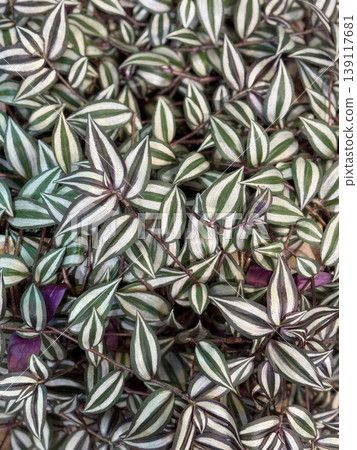 Green and white striped tradescantia zebrina leaves with scattered purple accents as background Green and white striped tradescantia zebrina leaves with scattered purple accents as background 139117681