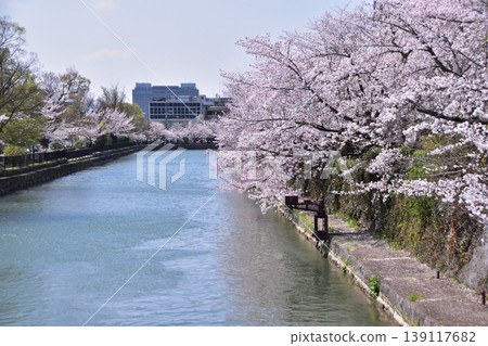 Cherry blossom scenery along the Okazaki Canal in Kyoto Cherry blossom scenery along the Okazaki Canal in Kyoto 139117682