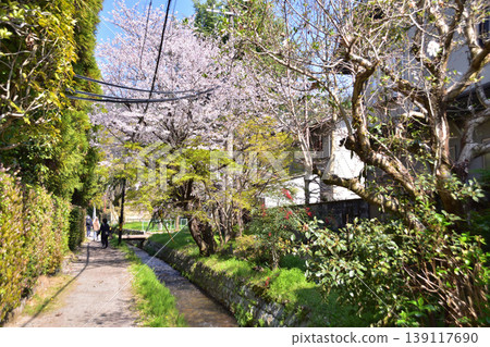 Cherry blossom scenery at the spillway of the Ogi Dam in Nanzenji, Kyoto. Cherry blossom scenery at the spillway of the Ogi Dam in Nanzenji, Kyoto. 139117690