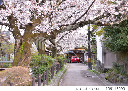 京都哲學之道上的櫻花美景 京都哲學之道上的櫻花美景 139117693