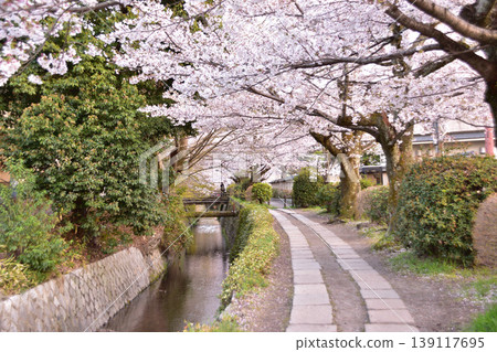 Cherry blossom scenery along the Philosopher's Path in Kyoto 139117695