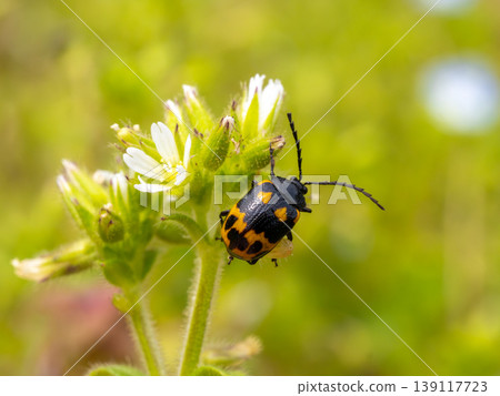 A knotweed beetle on a chickweed flower. A knotweed beetle on a chickweed flower. 139117723
