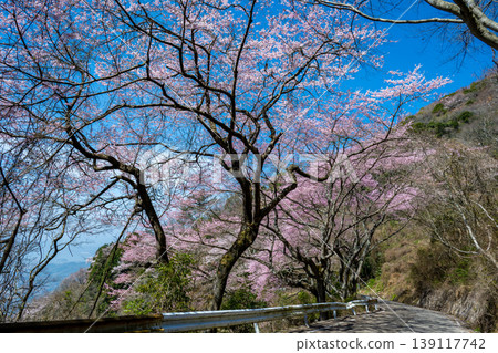 Edohigan cherry trees growing wild on Mt. Haigamine in Kure City, Hiroshima Prefecture 139117742