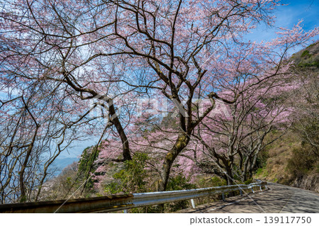Edohigan cherry trees growing wild on Mt. Haigamine in Kure City, Hiroshima Prefecture Edohigan cherry trees growing wild on Mt. Haigamine in Kure City, Hiroshima Prefecture 139117750