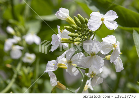 Daikon flower Daikon flower 139117776