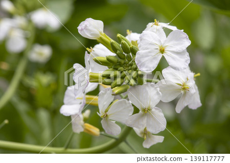 Daikon flower Daikon flower 139117777