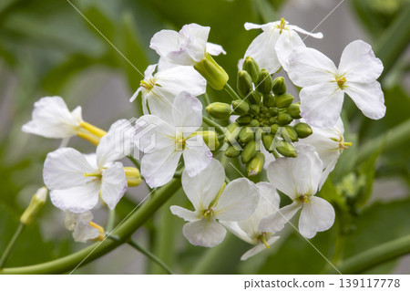 Daikon flower Daikon flower 139117778