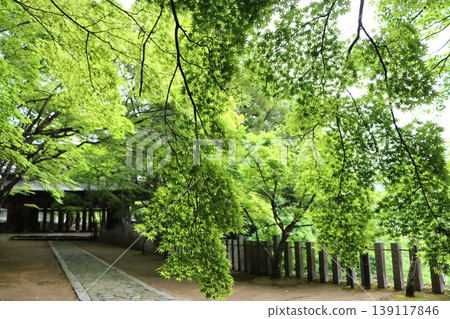 A walking path bathed in soft light, surrounded by green maple leaves. A walking path bathed in soft light, surrounded by green maple leaves. 139117846