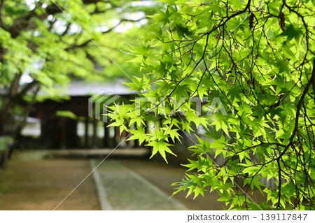 A world of green unfolds at Eigenji Temple in early summer. 139117847